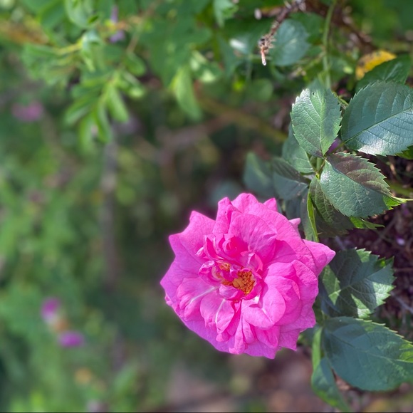 Hello my name is Danielle - Picture 1 of 1